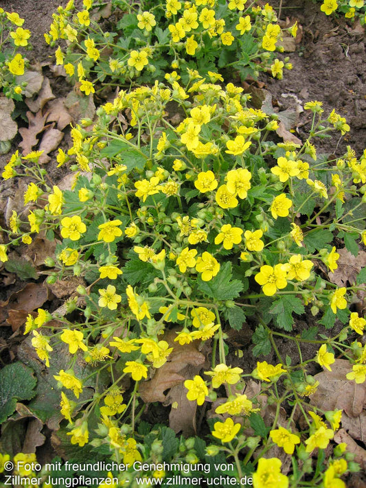 Horstige Golderdbeere (Waldsteinia geoides)