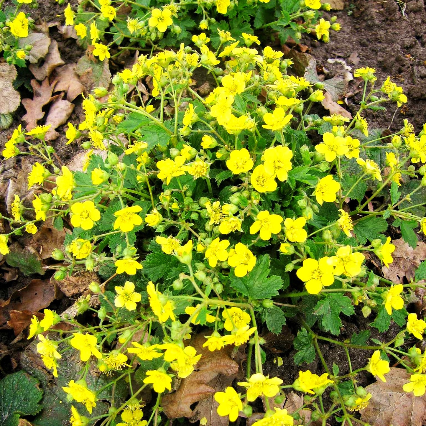 Horstige Golderdbeere (Waldsteinia geoides)