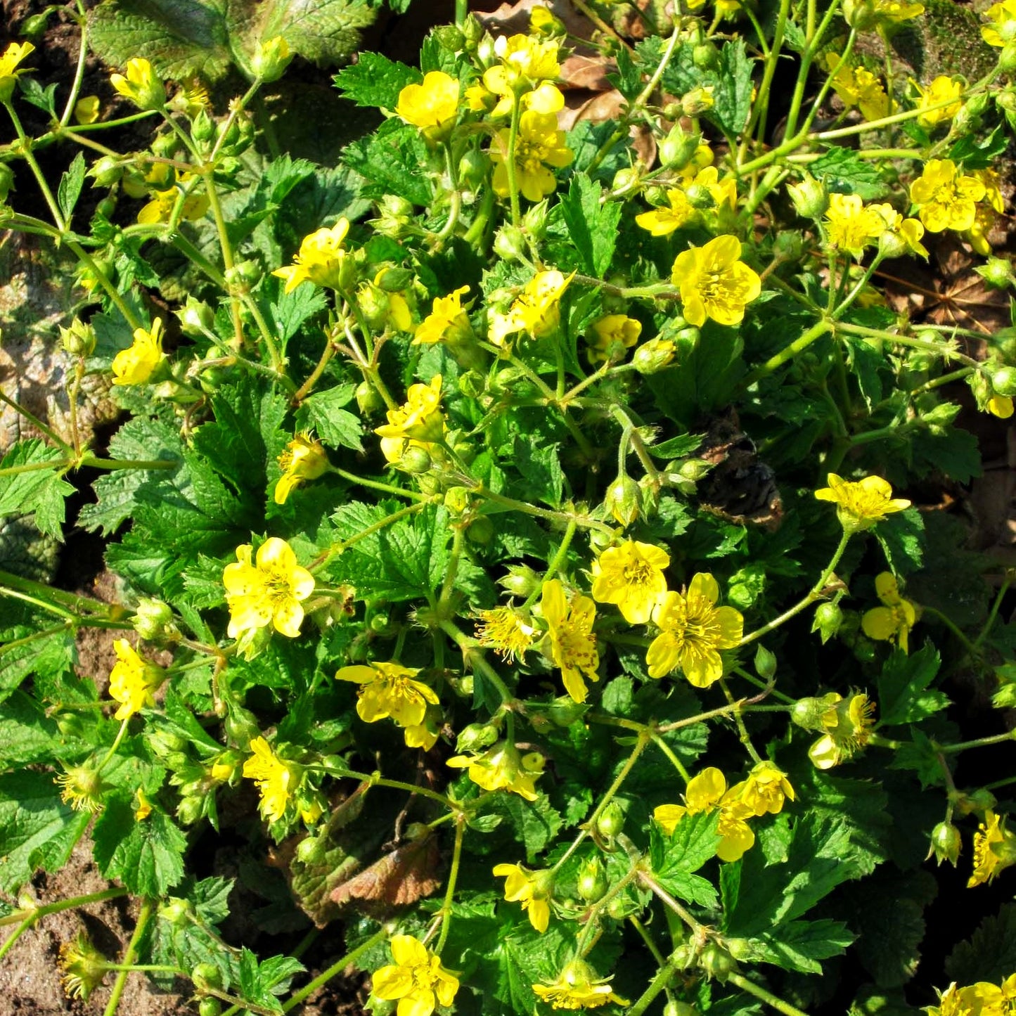 Horstige Golderdbeere (Waldsteinia geoides)