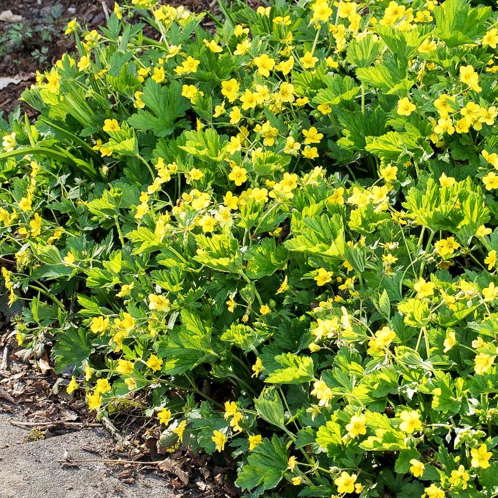 Horstige Golderdbeere (Waldsteinia geoides)