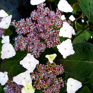 Hortensie (Hydrangea serrata acuminata)
