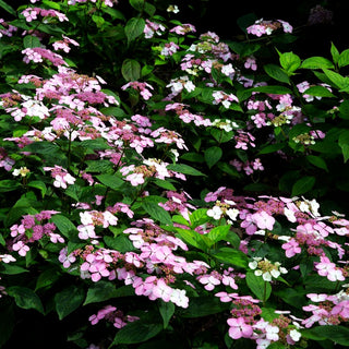 Hortensie 'Rosalba' (Hydrangea serrata)