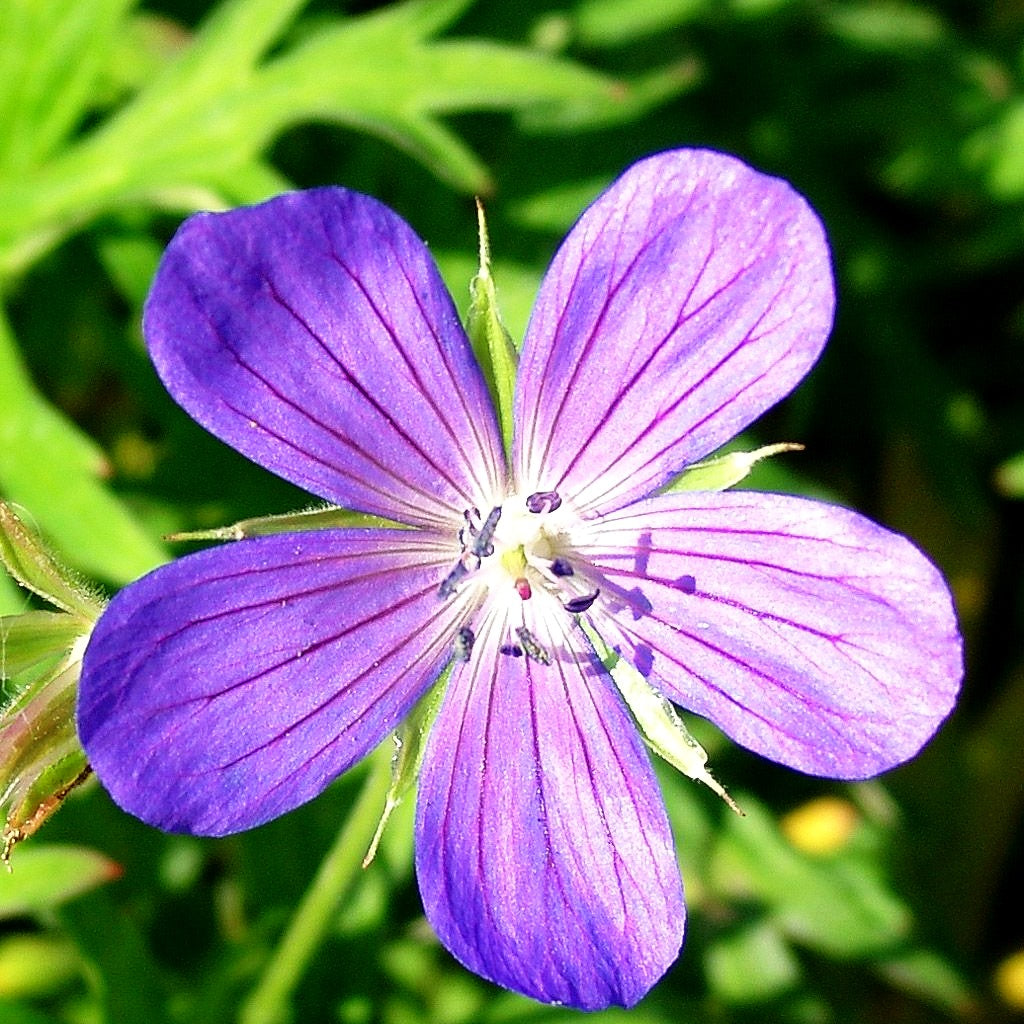 Hügel-Storchschnabel 'Nimbus' (Geranium collinum)