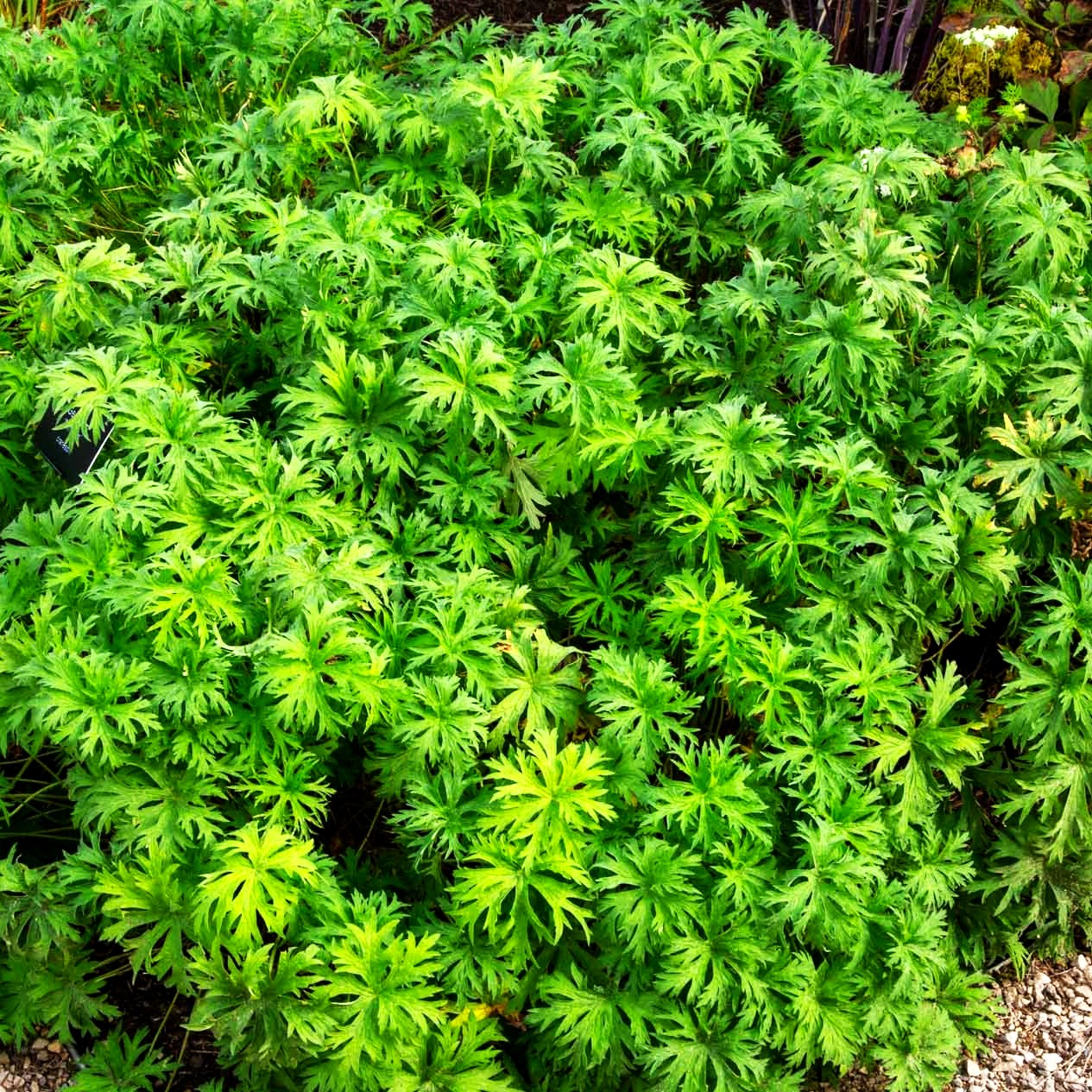 Hügel-Storchschnabel 'Nimbus' (Geranium collinum)