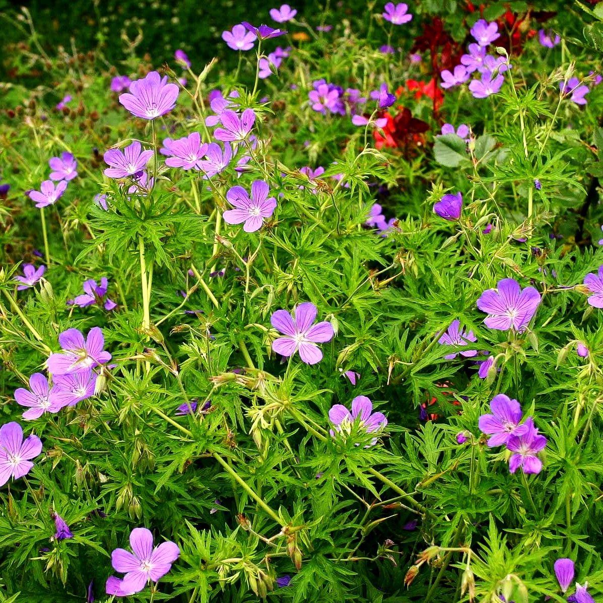Hügel-Storchschnabel 'Nimbus' (Geranium collinum)