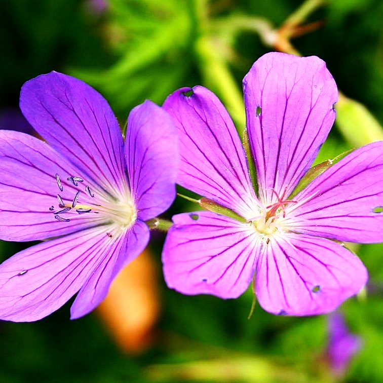 Hügel-Storchschnabel 'Nimbus' (Geranium collinum)