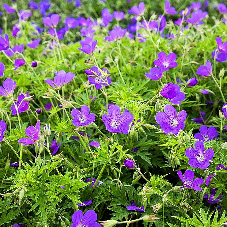 Hügel-Storchschnabel 'Nimbus' (Geranium collinum)