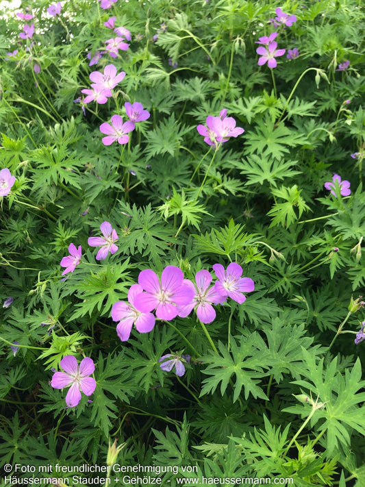 Hügel-Storchschnabel 'Purple Rain' (Geranium collinum)