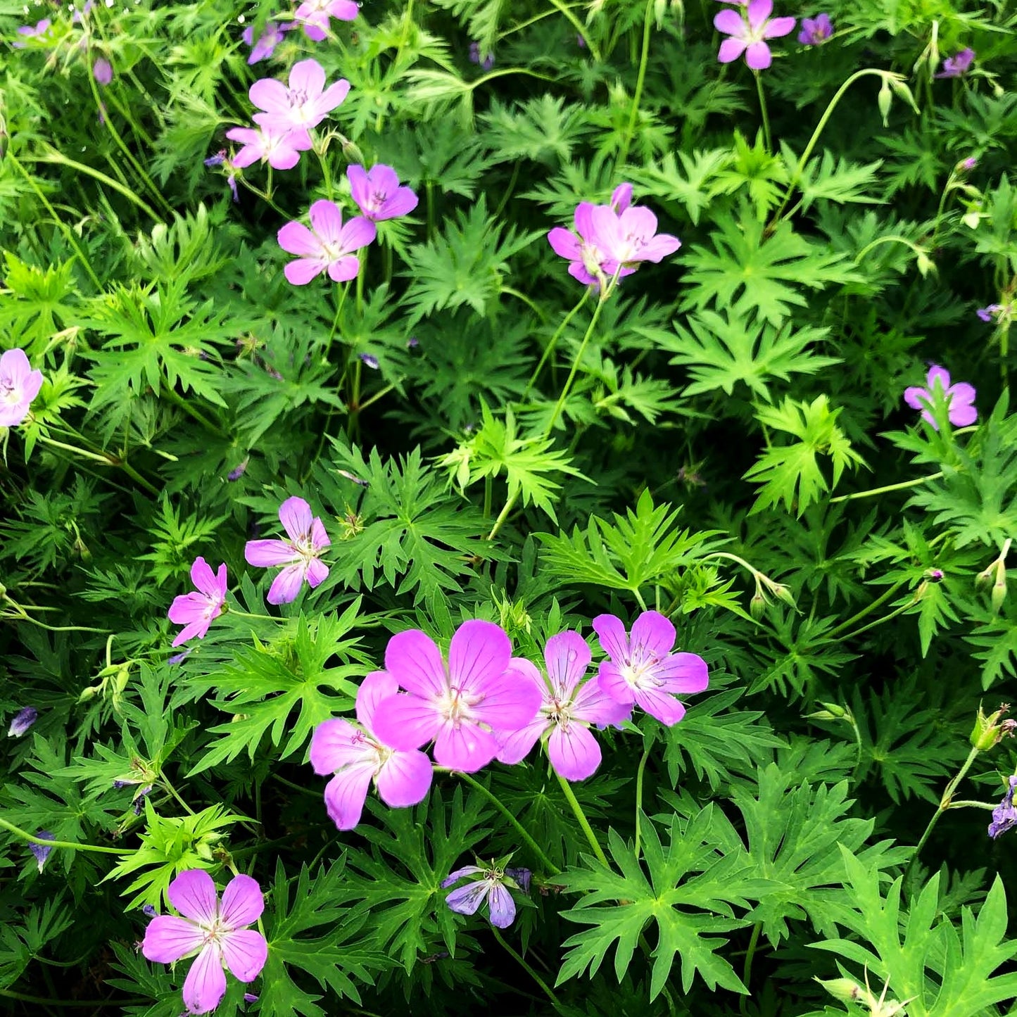 Hügel-Storchschnabel 'Purple Rain' (Geranium collinum)