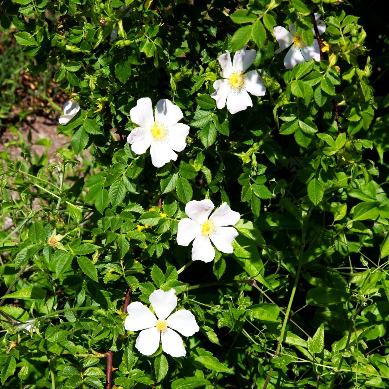 Hunds-Rose (Rosa canina)