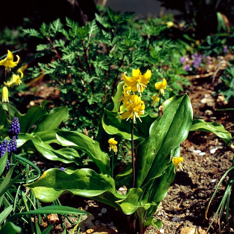 Hundszahn 'Pagode' (Erythronium tuolumnense)