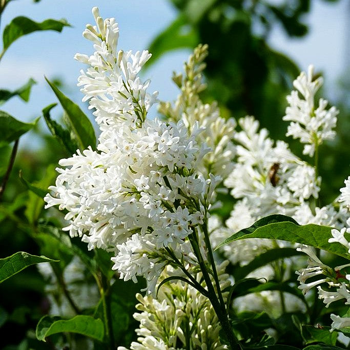 Hybrid-Bogen-Flieder 'Agnes Smith' (Syringa x josiflexa)