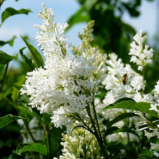 Hybrid-Bogen-Flieder 'Agnes Smith' (Syringa x josiflexa)