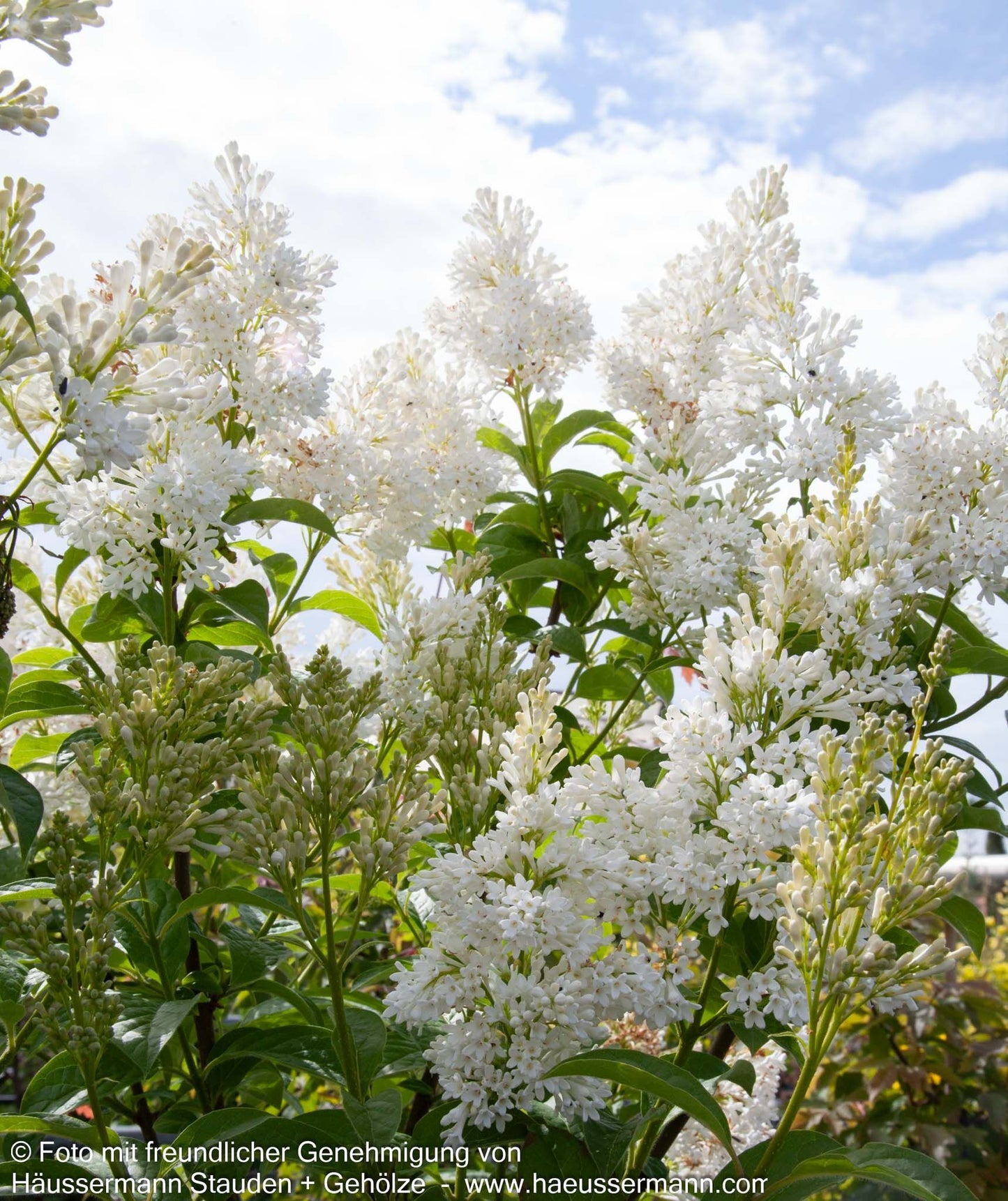 Hybrid-Bogen-Flieder 'Agnes Smith' (Syringa x josiflexa)