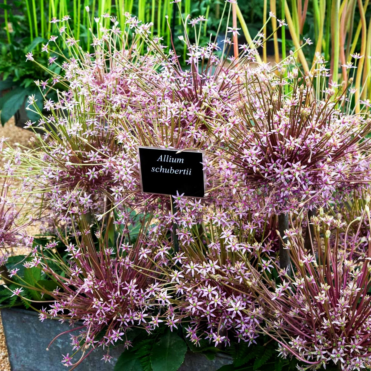 Igelkolben-Lauch (Allium schubertii)