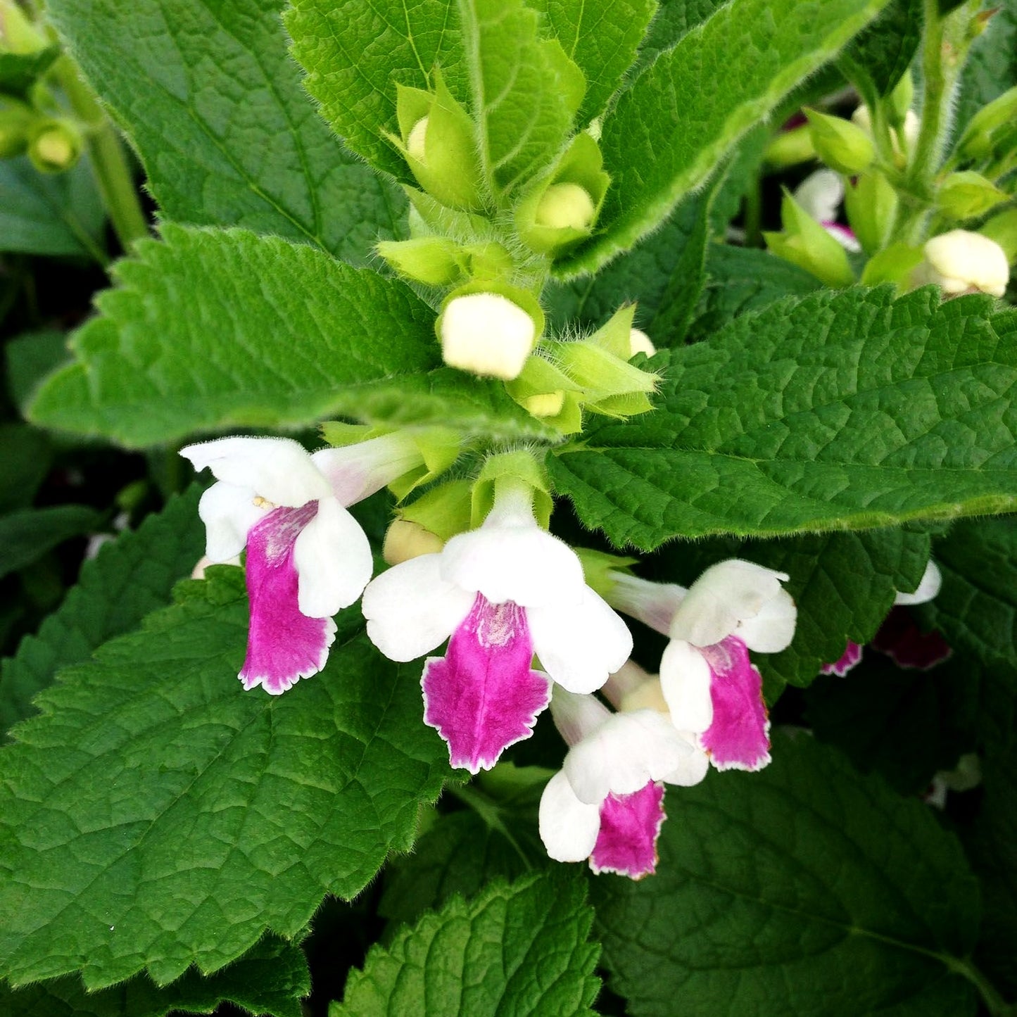 Immenblatt 'Royal Velvet Dist.' (Melittis melissoph.)