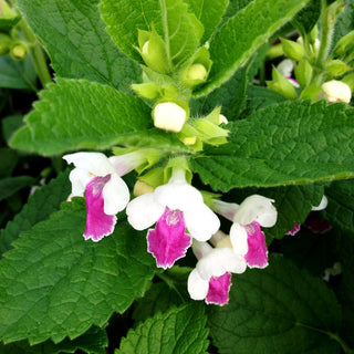 Immenblatt 'Royal Velvet Dist.' (Melittis melissoph.)