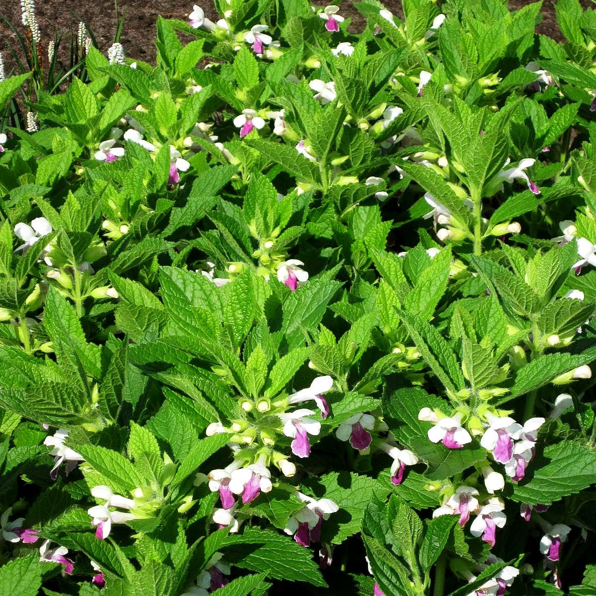 Immenblatt 'Royal Velvet Dist.' (Melittis melissoph.)