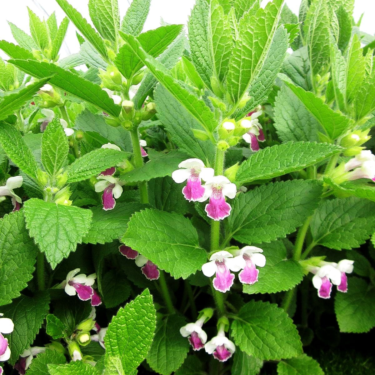 Immenblatt 'Royal Velvet Dist.' (Melittis melissoph.)