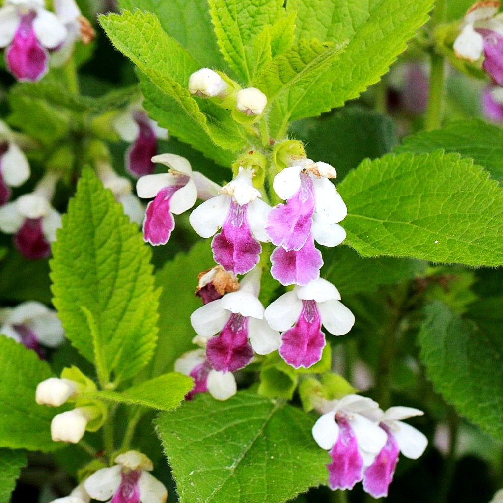 Immenblatt 'Royal Velvet Dist.' (Melittis melissoph.)