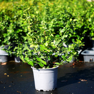Immergrüne Kriechspindel (Euonymus fortunei radicans)