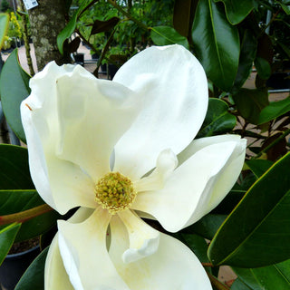 Immergrüne Magnolie 'Galissonniere' (Magnolia grandiflora)