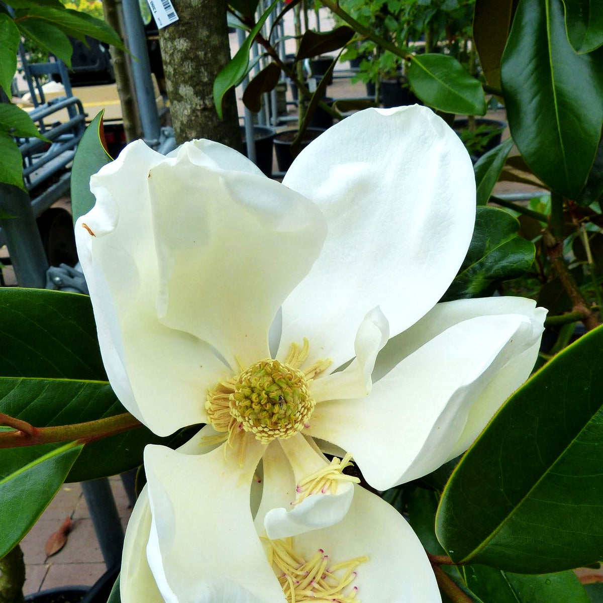 Immergrüne Magnolie 'Galissonniere' (Magnolia grandiflora)