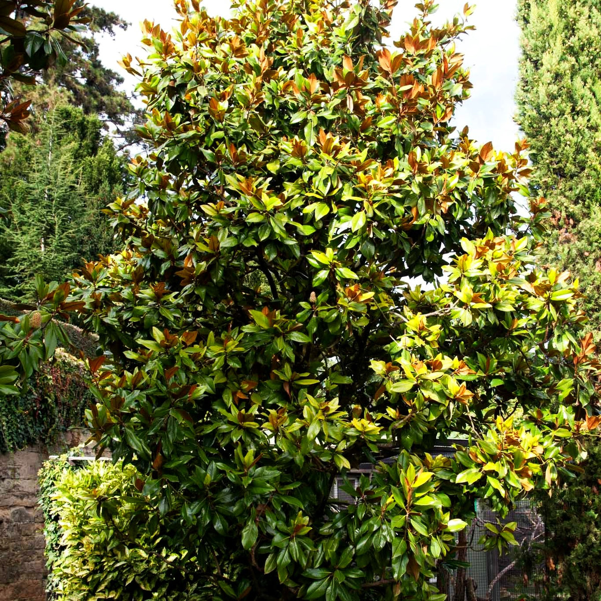 Immergrüne Magnolie 'Galissonniere' (Magnolia grandiflora)