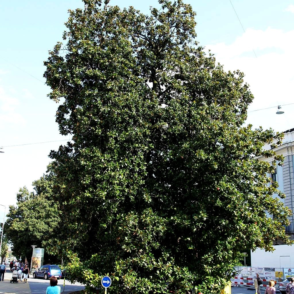 Immergrüne Magnolie 'Galissonniere' (Magnolia grandiflora)