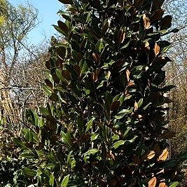 Immergrüne Magnolie 'Goliath' (Magnolia grandiflora)