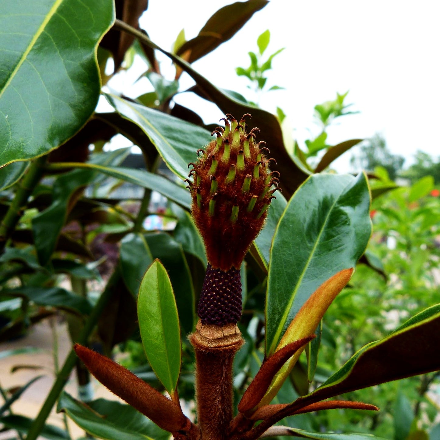 Immergrüne Magnolie 'Kay Parris' (Magnolia grandiflora)