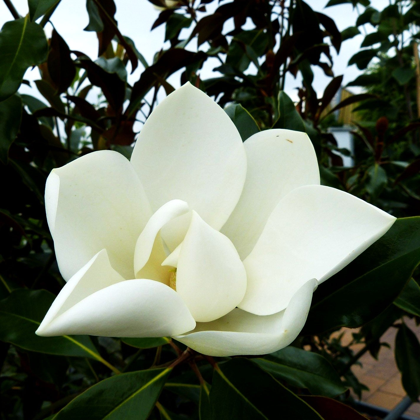 Immergrüne Magnolie 'Kay Parris' (Magnolia grandiflora)