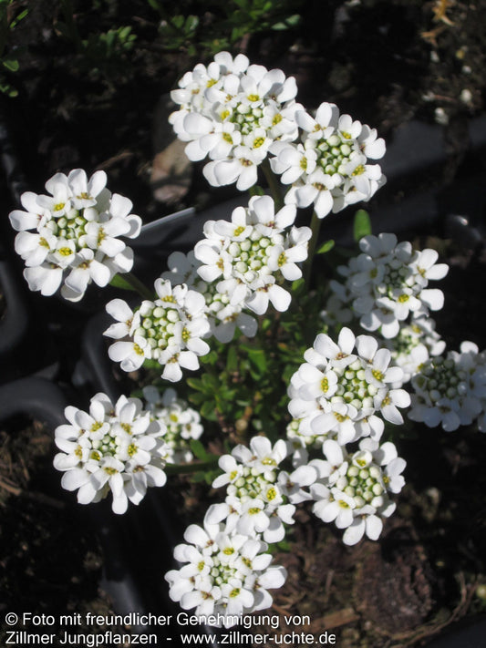 Immergrüne Schleifenblume 'Alexander's White' (Iberis sempervirens)