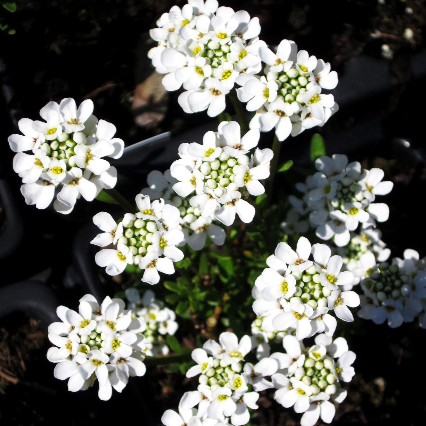 Immergrüne Schleifenblume 'Alexander's White' (Iberis sempervirens)