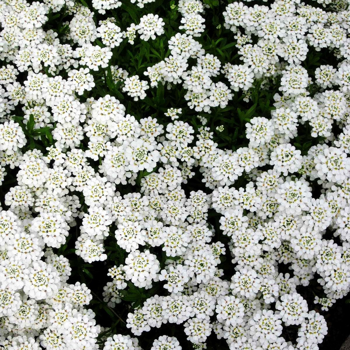 Immergrüne Schleifenblume 'Alexander's White' (Iberis sempervirens)