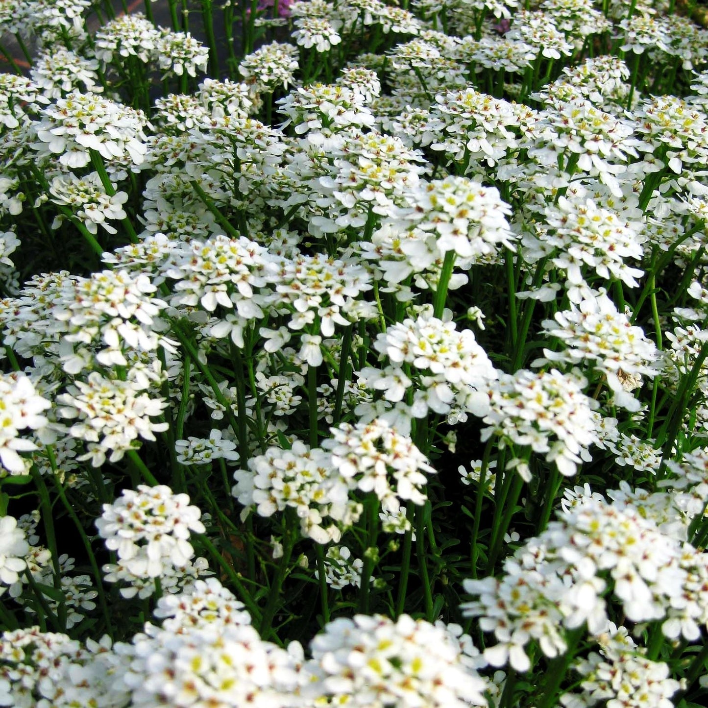 Immergrüne Schleifenblume 'Alexander's White' (Iberis sempervirens)