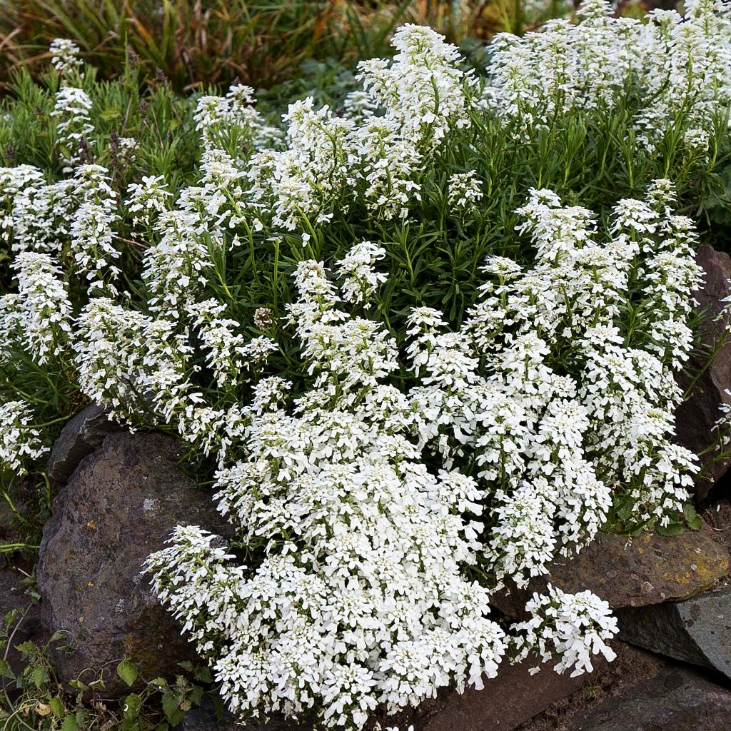 Immergrüne Schleifenblume 'Alexander's White' (Iberis sempervirens)