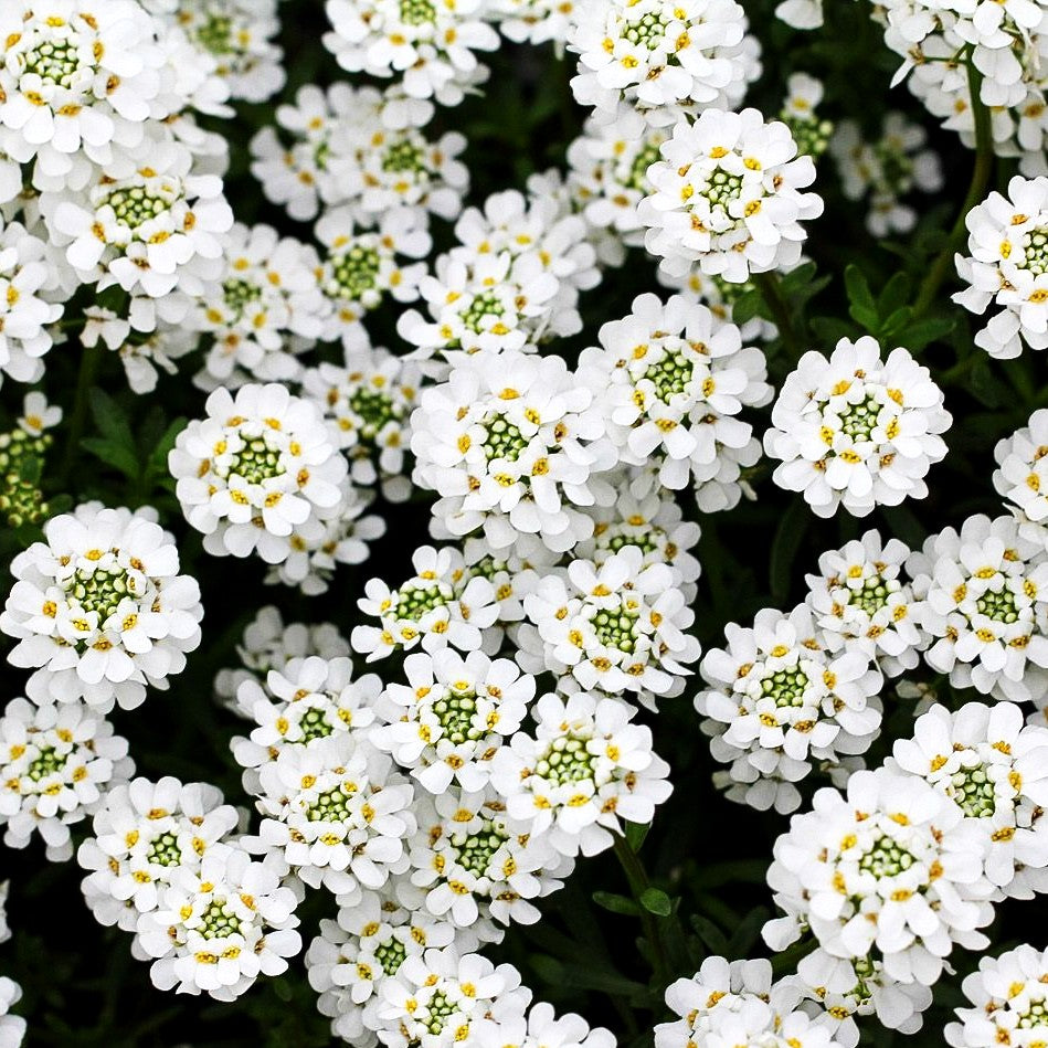 Immergrüne Schleifenblume 'Alexander's White' (Iberis sempervirens)