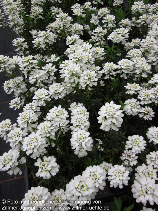 Immergrüne Schleifenblume 'Appen-Etz' (Iberis sempervirens)
