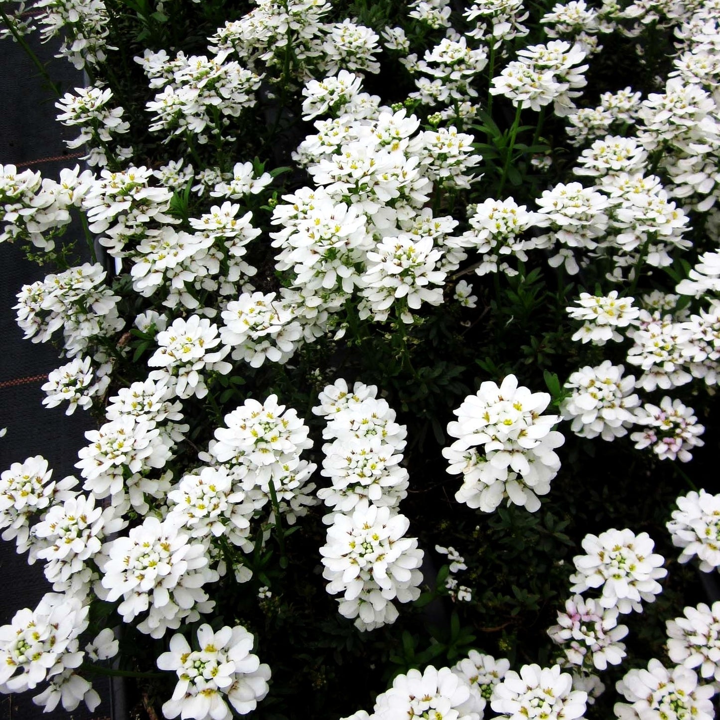 Immergrüne Schleifenblume 'Appen-Etz' (Iberis sempervirens)