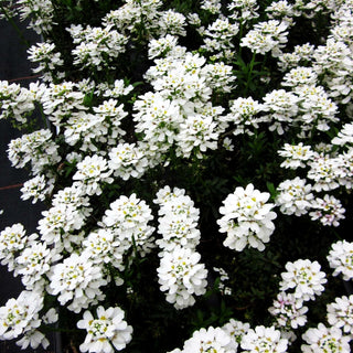 Immergrüne Schleifenblume 'Appen-Etz' (Iberis sempervirens)