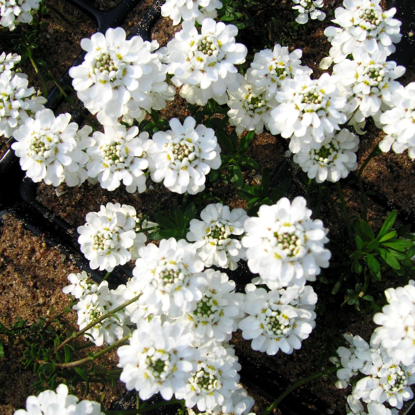 Immergrüne Schleifenblume 'Appen-Etz' (Iberis sempervirens)