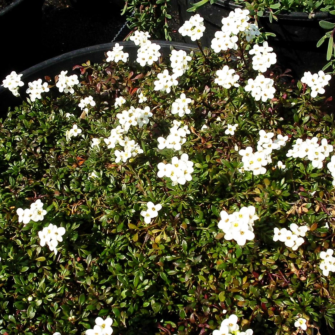 Immergrüne Schleifenblume 'Appen-Etz' (Iberis sempervirens)