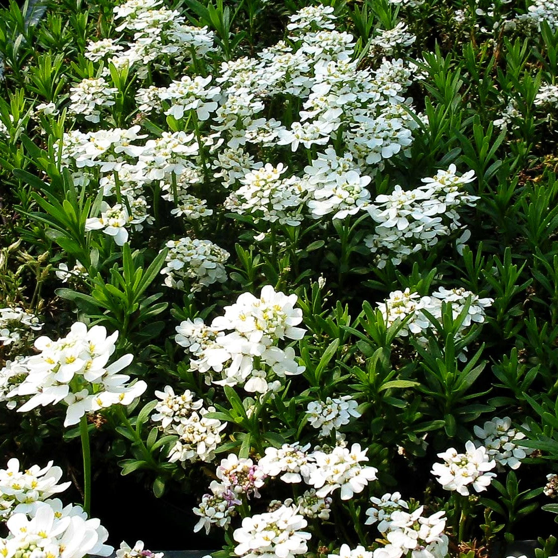 Immergrüne Schleifenblume 'Appen-Etz' (Iberis sempervirens)