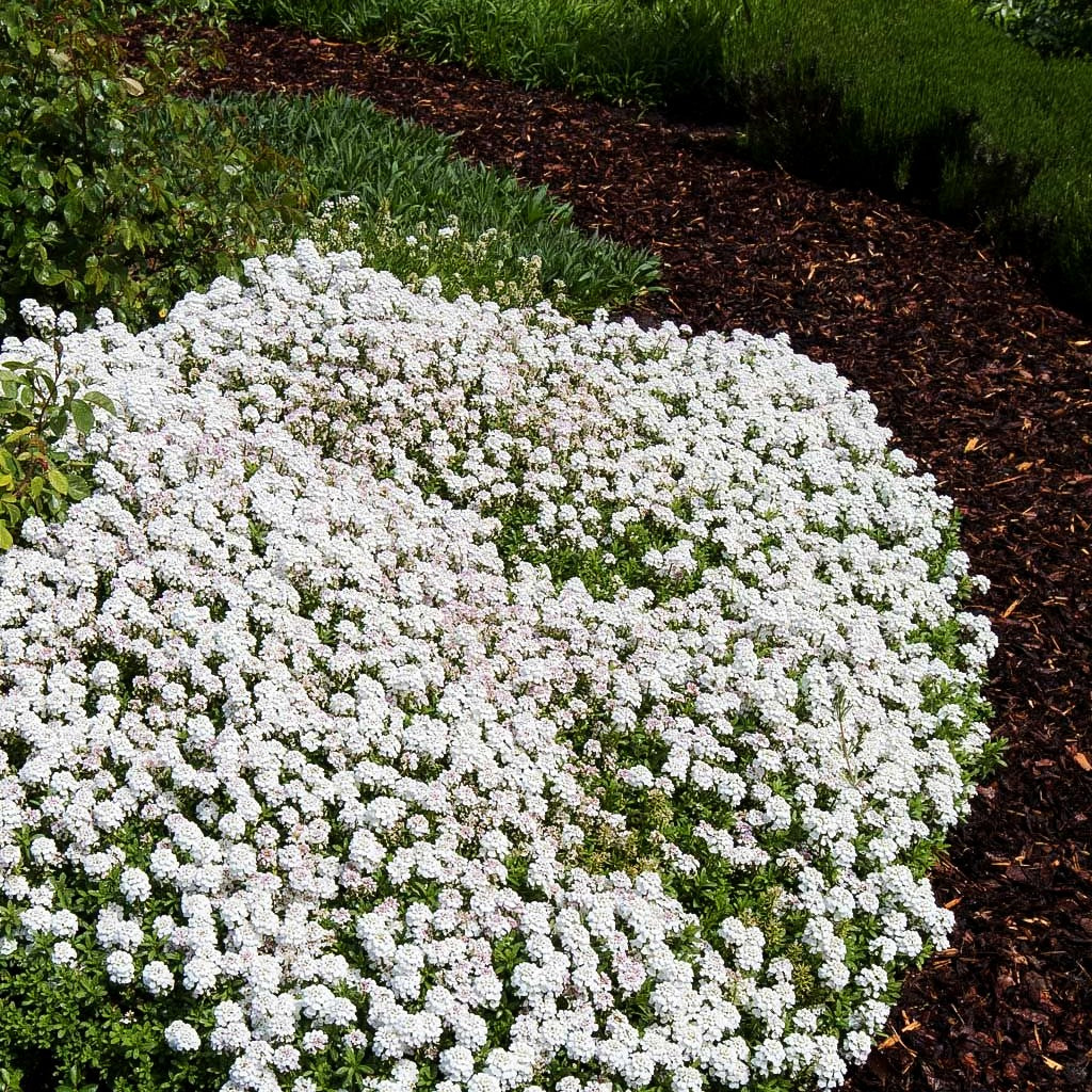 Immergrüne Schleifenblume 'Appen-Etz' (Iberis sempervirens)