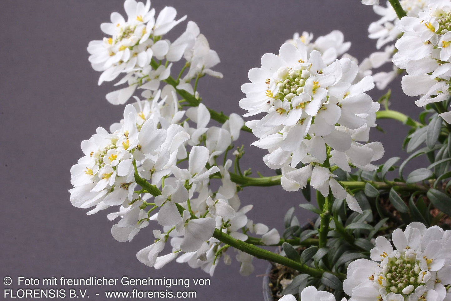Immergrüne Schleifenblume 'Appen-Etz' (Iberis sempervirens)