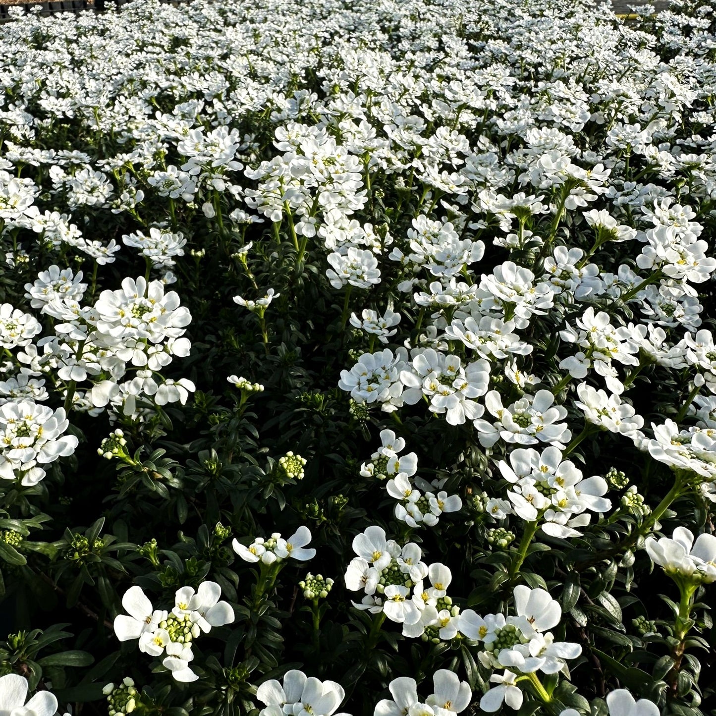 Immergrüne Schleifenblume 'Candy Ice' (Iberis sempervirens)