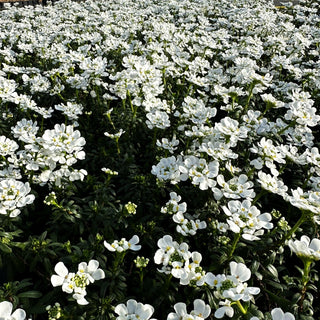 Immergrüne Schleifenblume 'Candy Ice' (Iberis sempervirens)