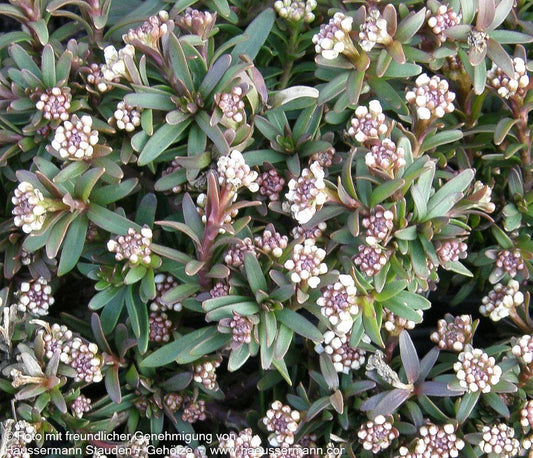 Immergrüne Schleifenblume 'Elfenreigen' (Iberis sempervirens)