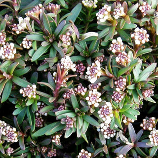 Immergrüne Schleifenblume 'Elfenreigen' (Iberis sempervirens)